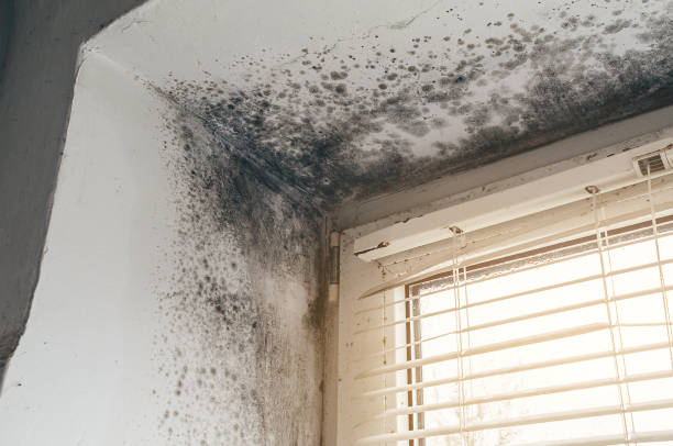 Affordable Basement Mold Removal solutions in Oxford, NC