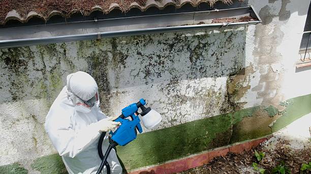 Top rated local Basement Mold Removal specialists in Oxford, NC
